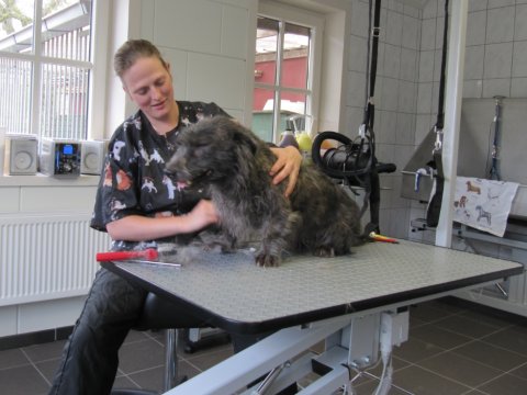Een hond krijgt een trimbeurt bij Trimsalon Topas