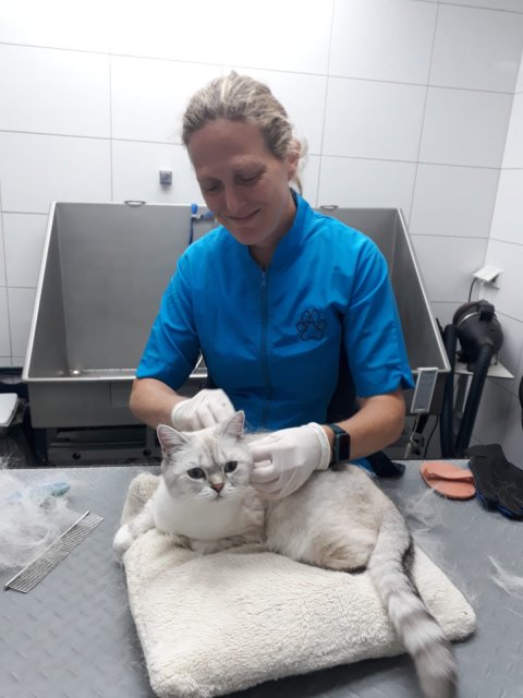 Het trimmen van een kat