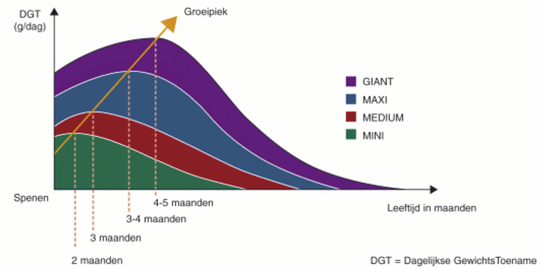 Schema de groei van eenpuppy tot volwassen hond